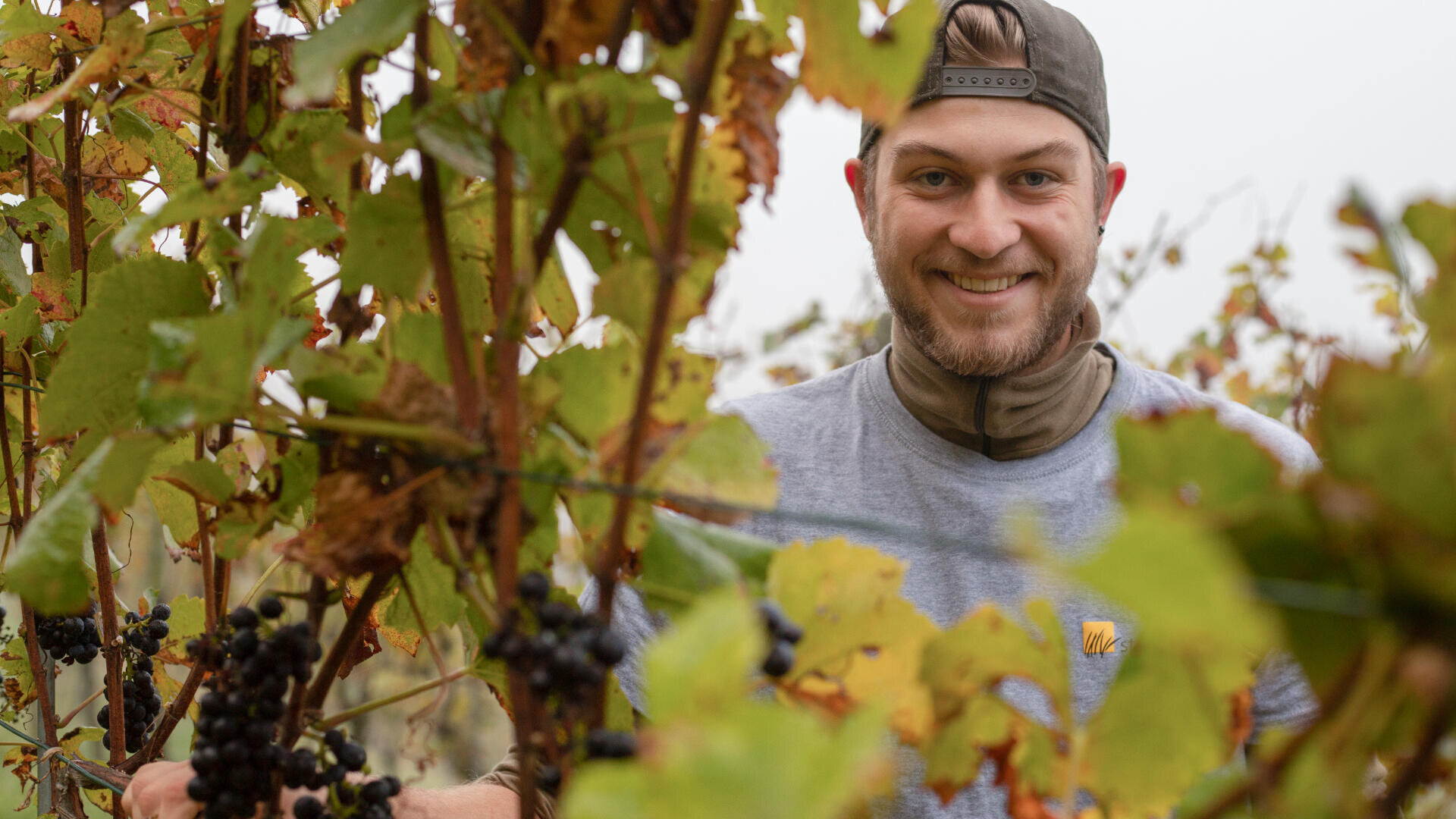 Ein lächelnder Mann mit umgekehrter Mütze und grauem Hemd steht in einem Weinberg zwischen Weinstöcken mit grünen und gelben Blättern und hält Trauben mit dunklen Beeren in der Hand.