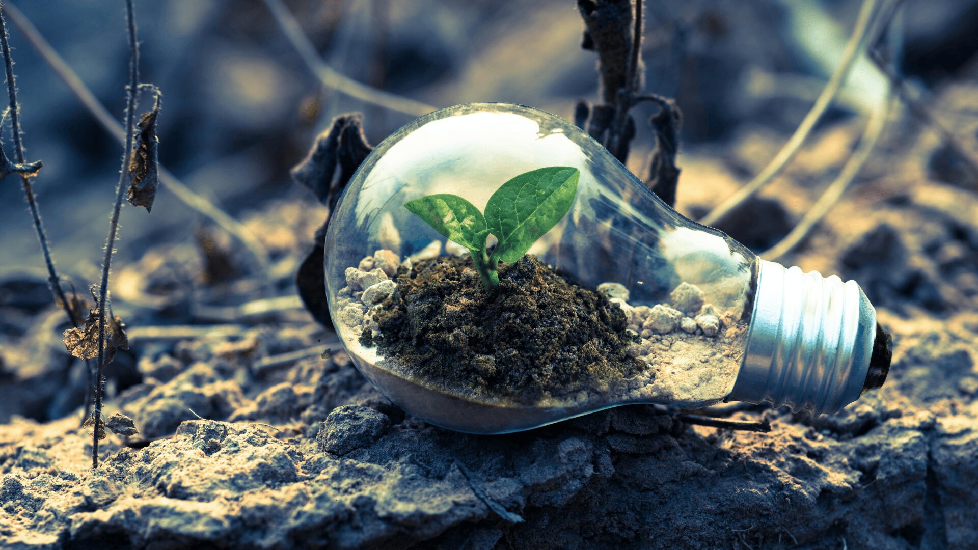 Eine kleine grüne Pflanze, die in einer durchsichtigen Glühbirne in der Erde wächst und zwischen trockenen Zweigen und Erde auf dem Boden liegt, symbolisiert umweltfreundliche Innovation und Nachhaltigkeit.