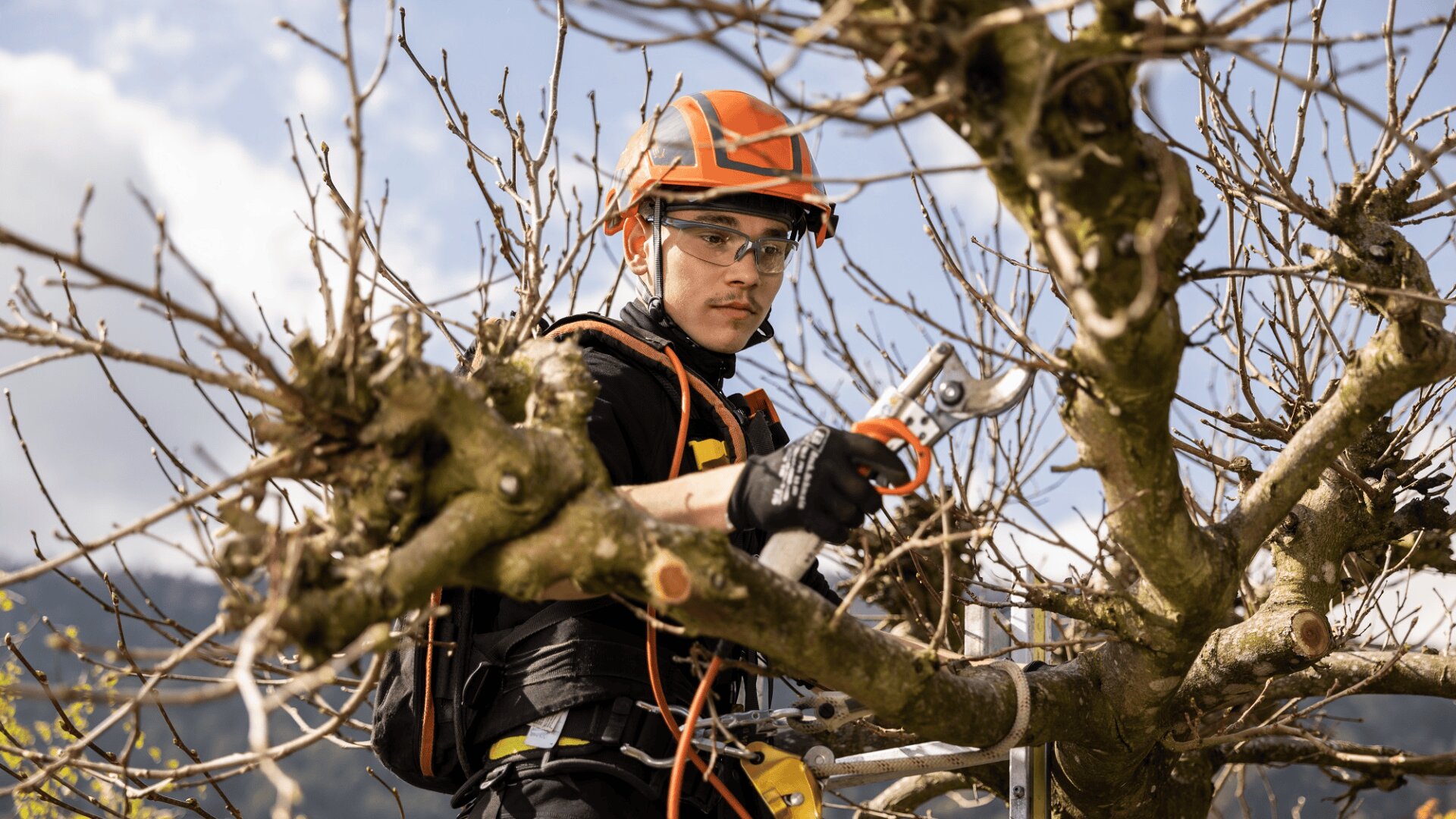 Eine Person, die eine Sicherheitsausrüstung mit Helm und Schutzbrille trägt, schneidet mit einer Astschere die Äste eines blattlosen Baumes, während im Hintergrund ein klarer Himmel und ferne Hügel zu sehen sind.