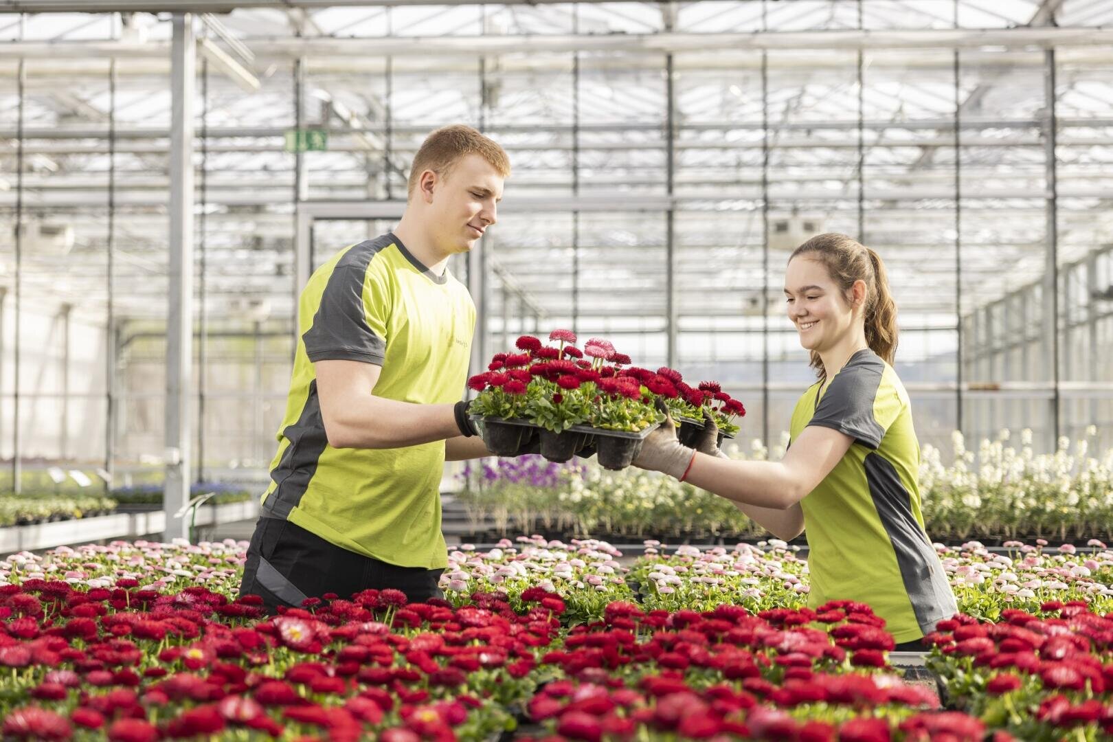 Zwei Personen in grünen Uniformen halten Schalen mit roten Blumen in einem Gewächshaus, umgeben von blühenden Blumen und Sonnenlicht, das durch das Glasdach fällt.