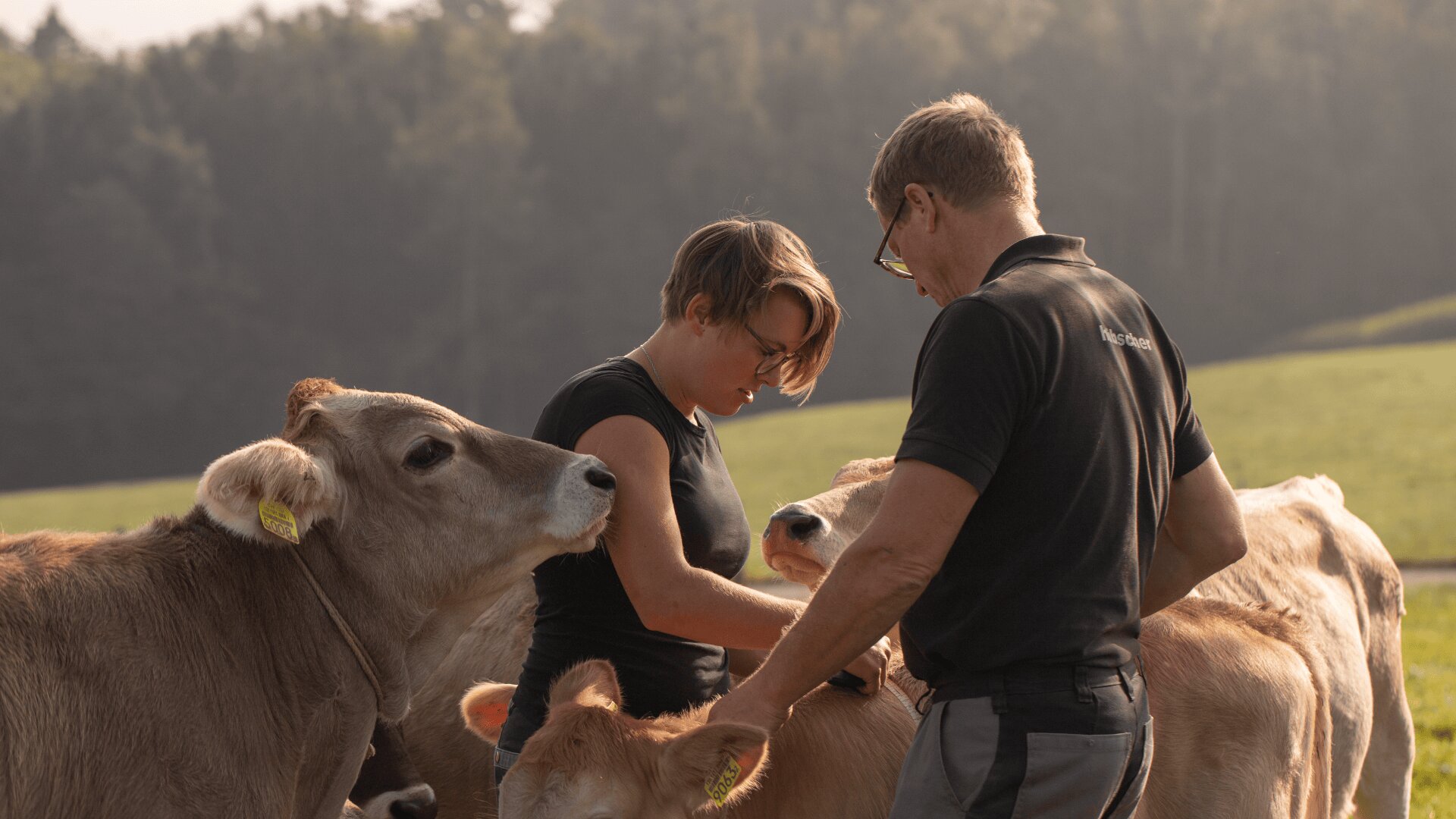 Zwei Menschen stehen auf einer Wiese, umgeben von Kühen, und berühren die Tiere sanft, um mit ihnen in Kontakt zu treten. Bäume und sanftes Sonnenlicht schaffen eine ruhige ländliche Atmosphäre im Hintergrund.